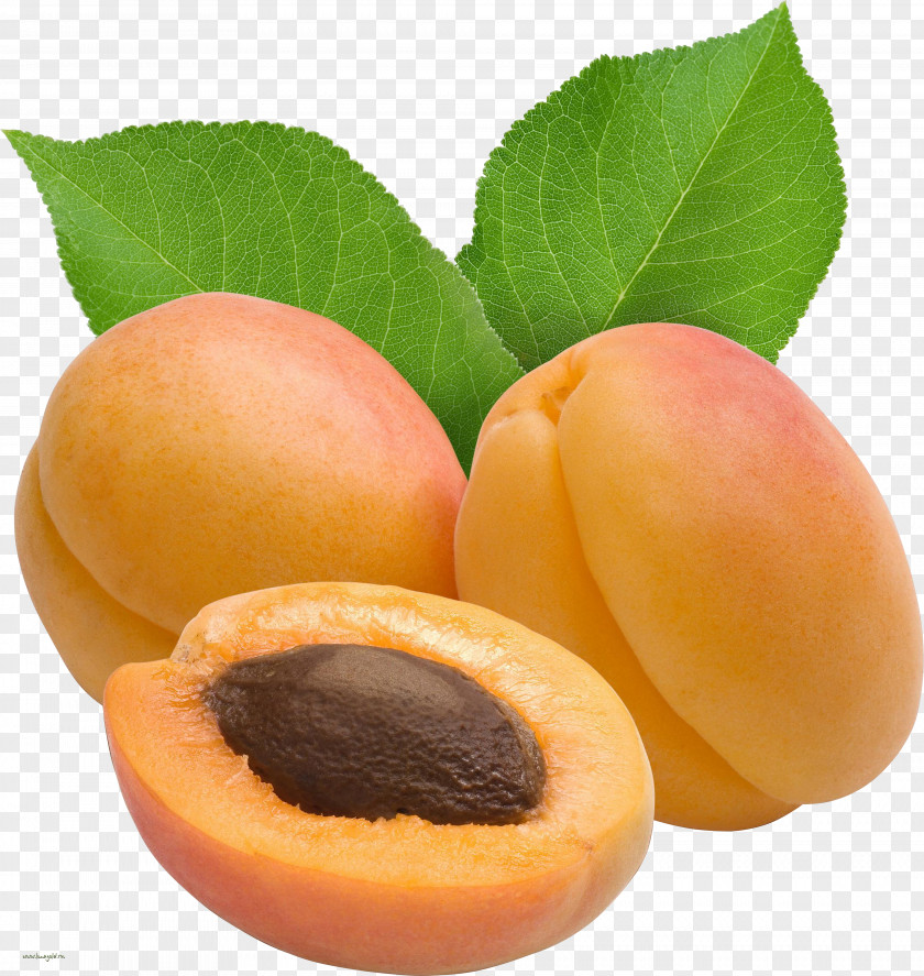Apricot Dried Clip Art PNG