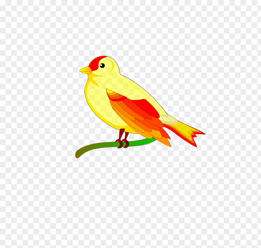 Bird Clip Art Vector Graphics Parrot PNG