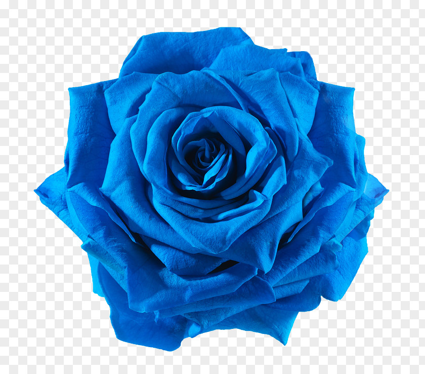 Blue Flower Rose Cut Flowers PNG