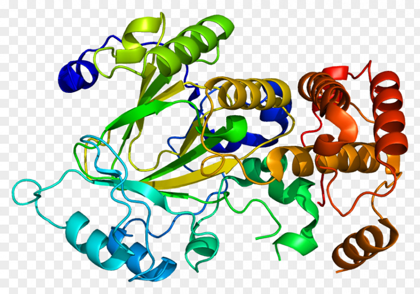KDM2A Demethylase Protein Alpha-ketoglutarate-dependent Hydroxylases Histone PNG