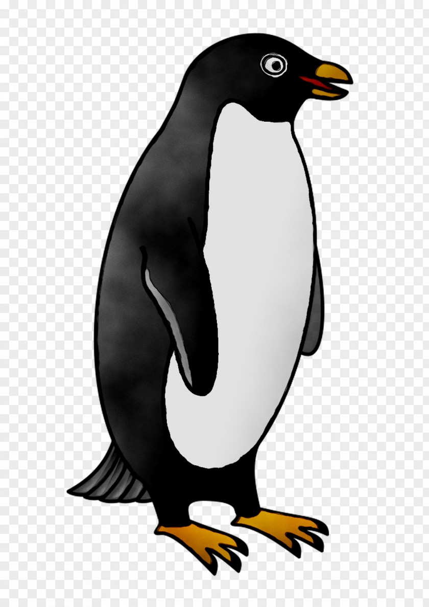 King Penguin Fauna Beak PNG