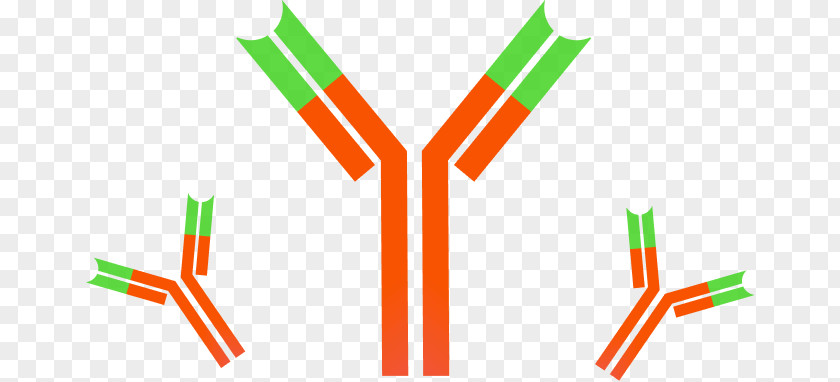 Monoclonal Antibody Immune System Dynabeads Antigen PNG