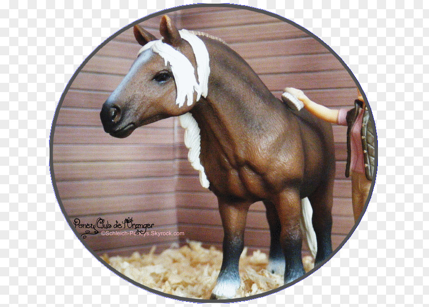 Mustang Fell Pony Foal Lipizzan PNG