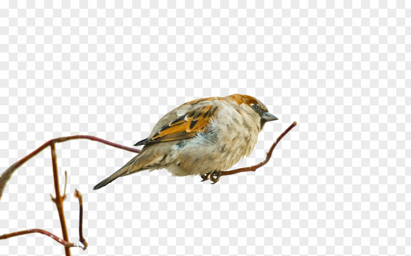 A Sparrow Bird Eurasian Tree Desktop Environment Wallpaper PNG