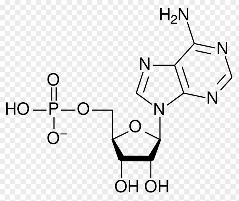 Adenosine Monophosphate Ribonucleotide Ribose PNG