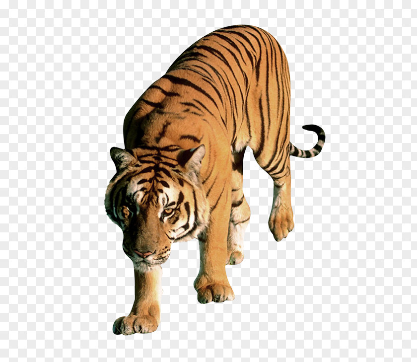 Cat Lion Bengal Tiger White PNG