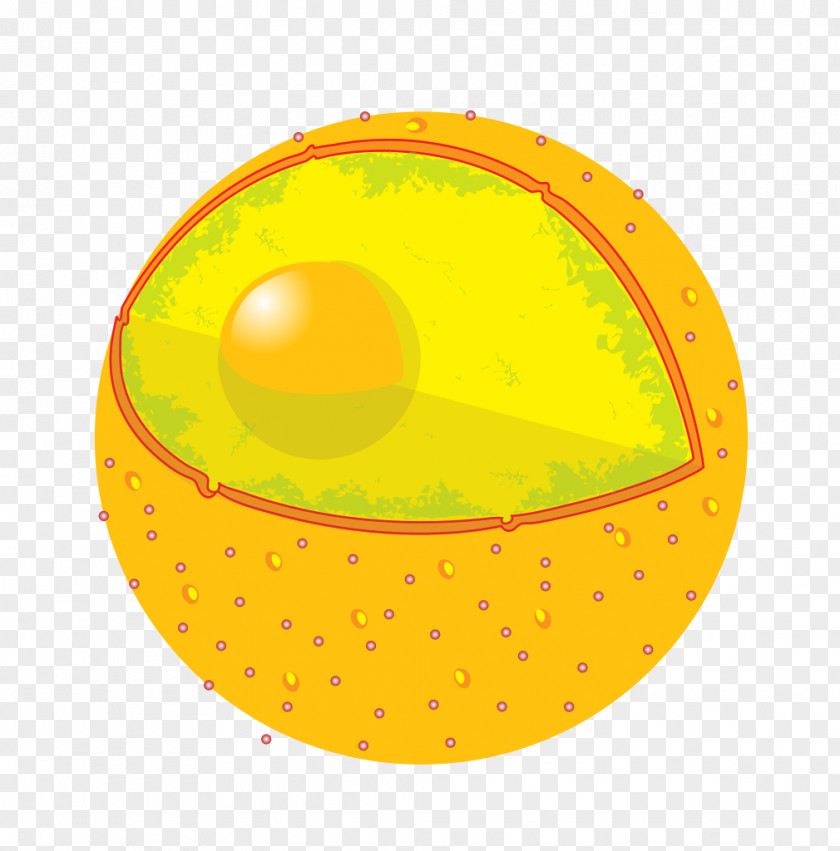 Cell Nucleus Nuclear Envelope Eukaryote Organelle PNG