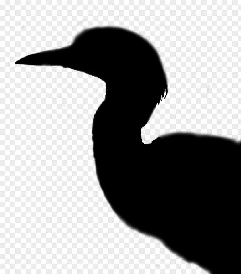 Cygnini Goose Beak Duck Water Bird PNG