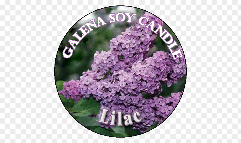 Lilac Hydrangea Pelletizing Lime Pound PNG