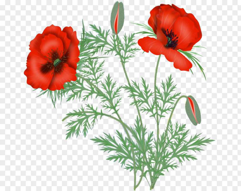 Flower Oriental Poppy Red Plant Coquelicot PNG