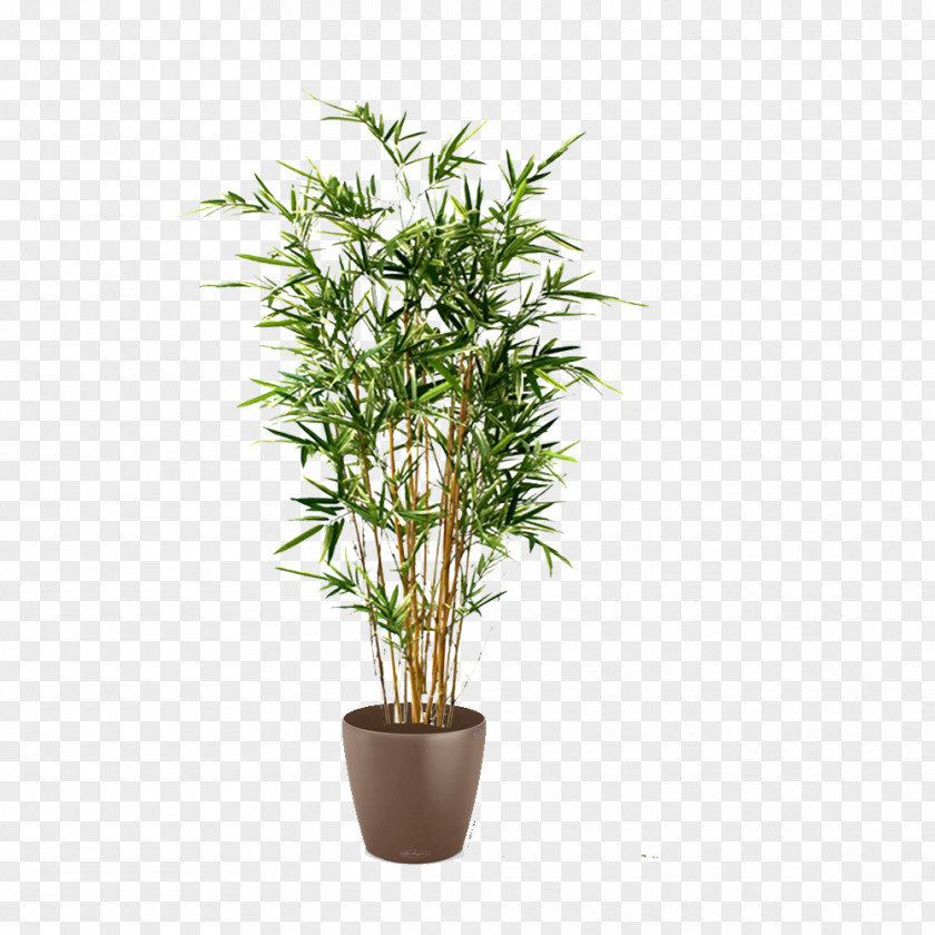 Tree Arecaceae Areca Palm Plant Tropical Woody Bamboos PNG