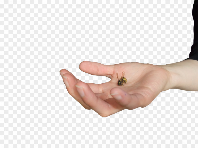 Wasp Hand Thumb Arm Finger PNG