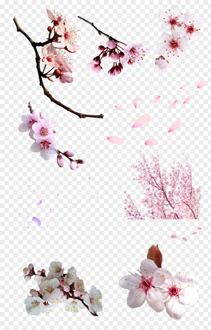 BLOSSOM National Cherry Blossom Festival Cerasus Flower PNG