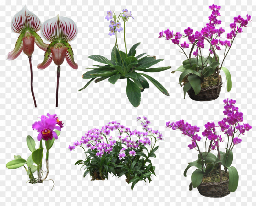 Flower Floral Design Moth Orchids Clip Art PNG