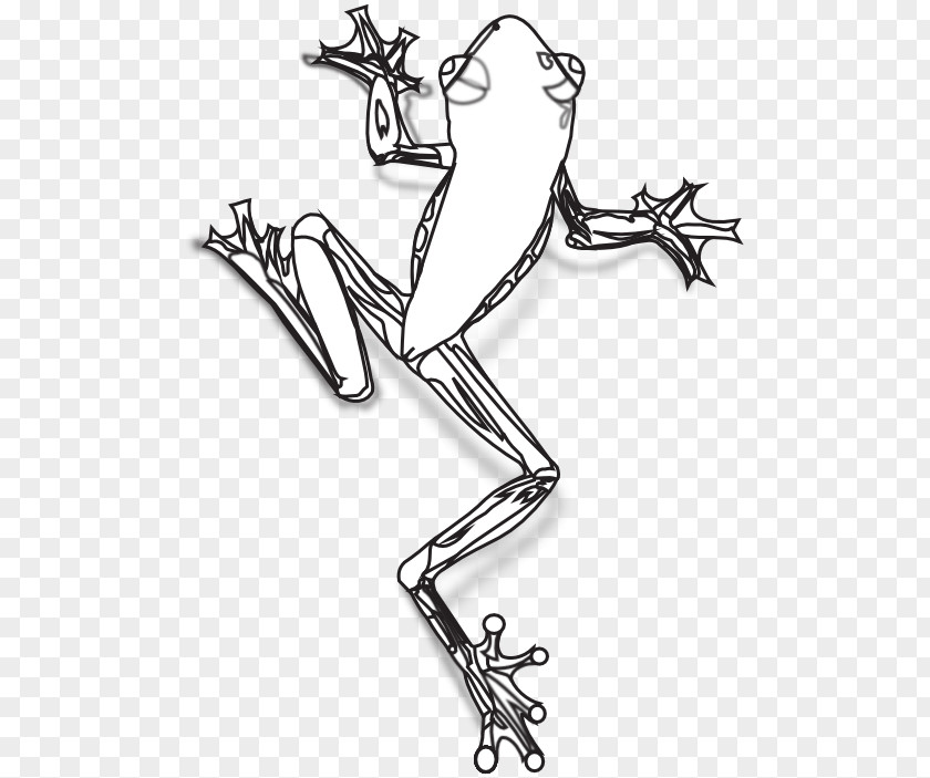 Frog Australian Green Tree Drawing Clip Art PNG