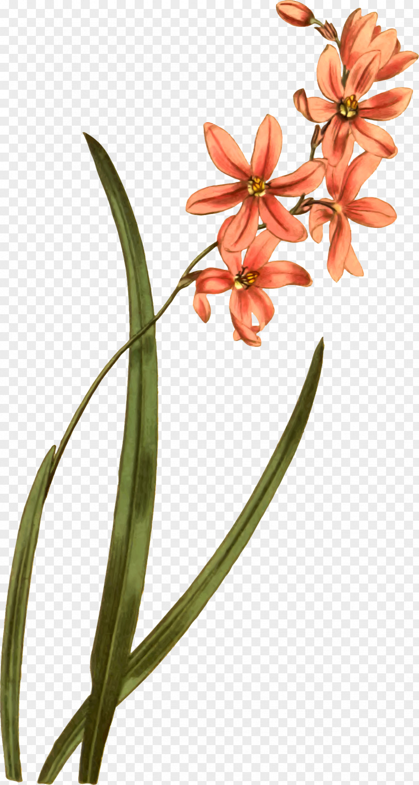 Lily Of The Valley Flower Plant Clip Art PNG
