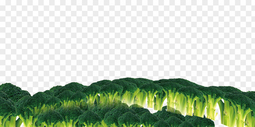 Cauliflower Green Sky Meadow Wallpaper PNG