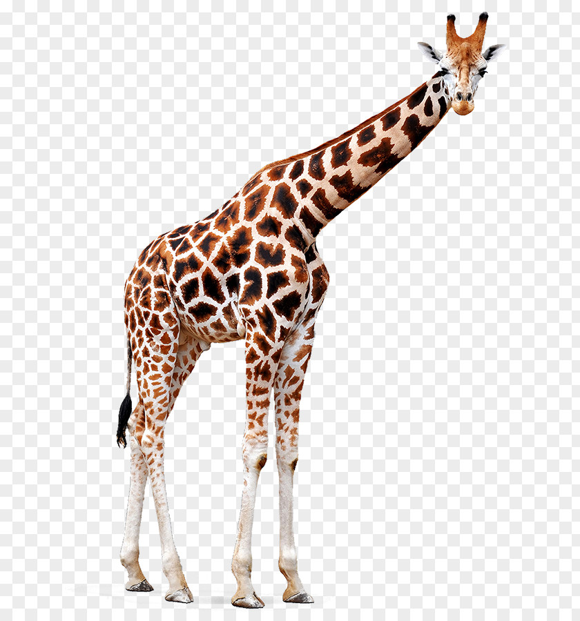 Fawn Neck Giraffe Giraffidae Wildlife Animal Figure Snout PNG
