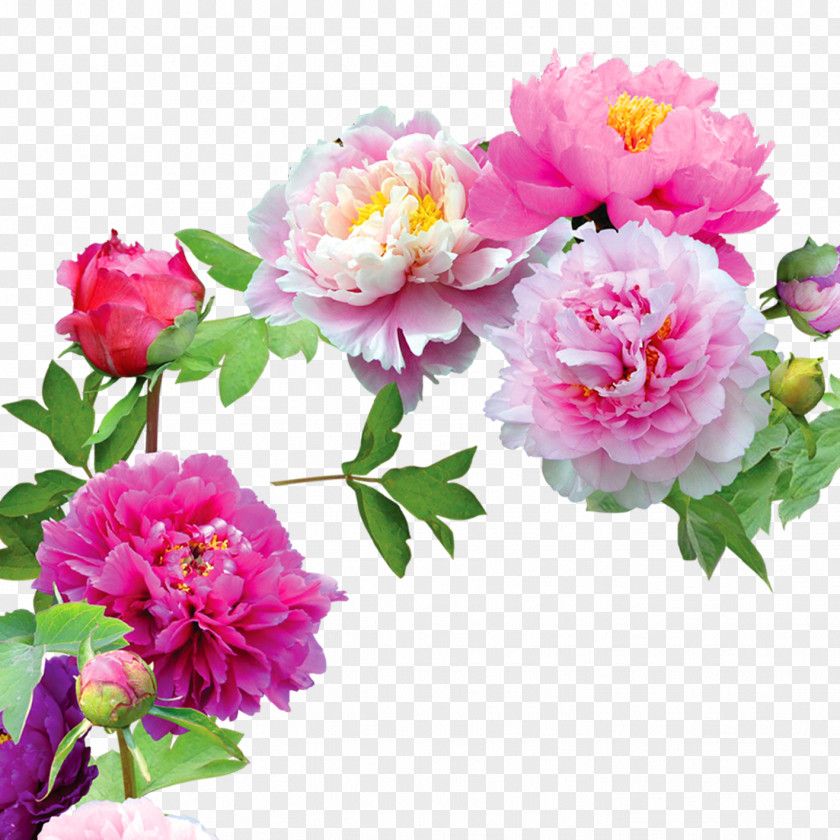 Peony Download Computer File PNG