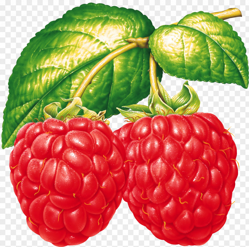 Raspberry Fruit Clip Art PNG