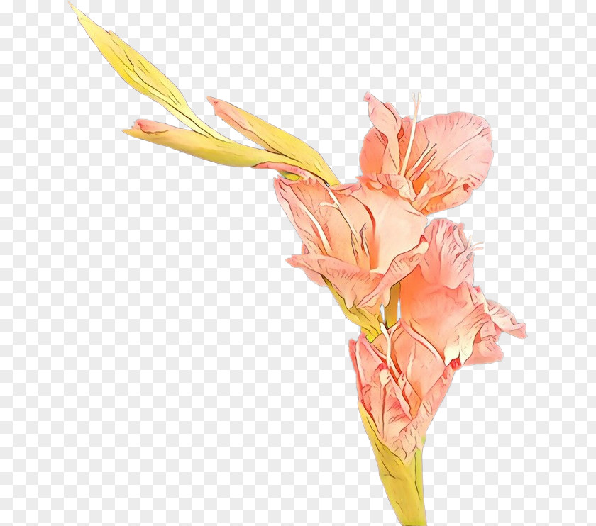 Canna Family Pedicel Flower Cut Flowers Pink Plant Gladiolus PNG