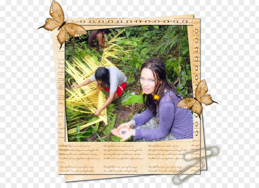 Forest Reforestation Picture Frames Shrub Project PNG