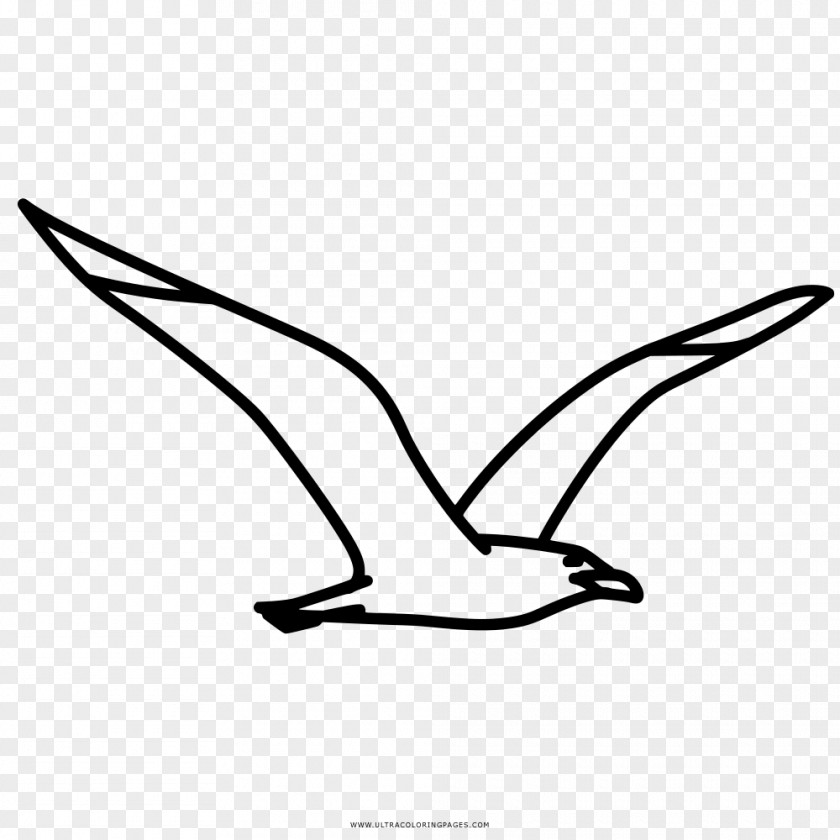 Seagull Clipart Coloring Book Drawing Gulls Kyanite PNG