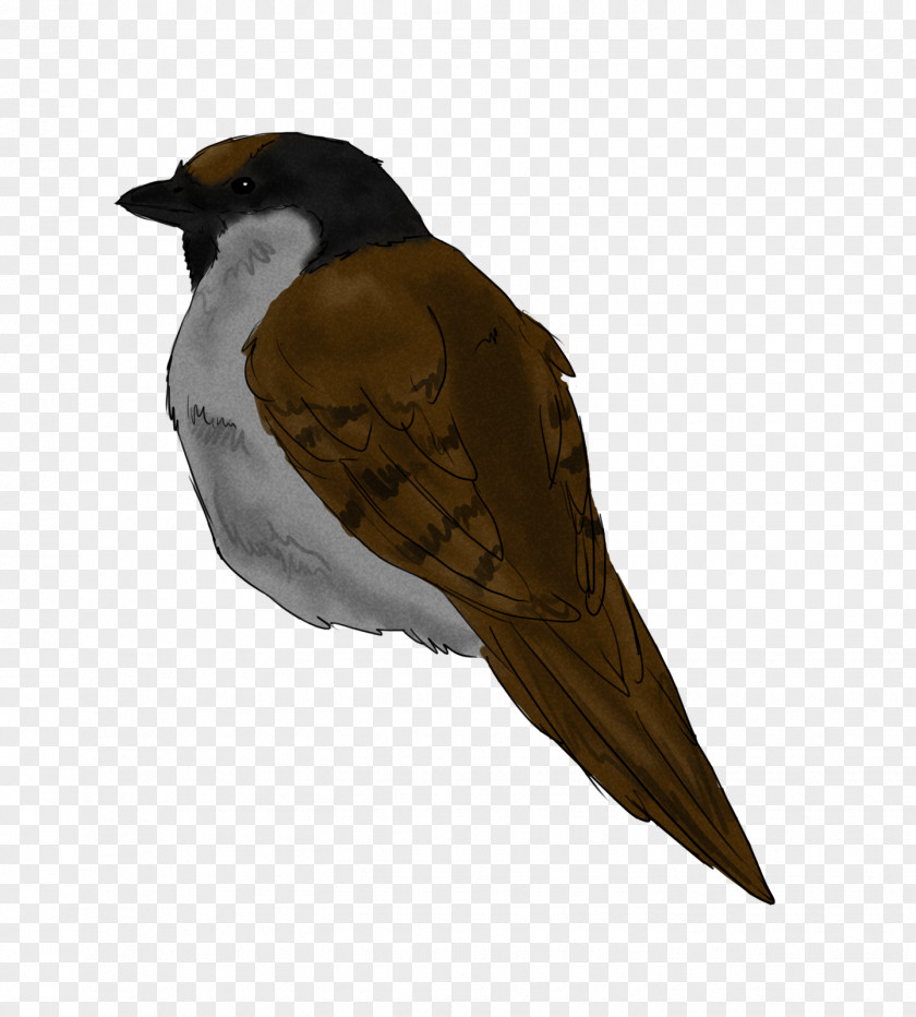 Sparrow Bird Of Prey Finch Beak Feather PNG