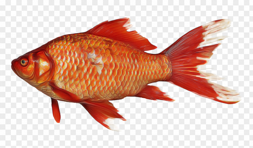 Cyprinidae Fish Products Cartoon PNG