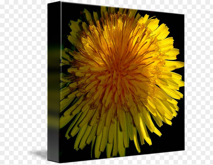 Dandelion Common Sunflower Chrysanthemum Petal PNG