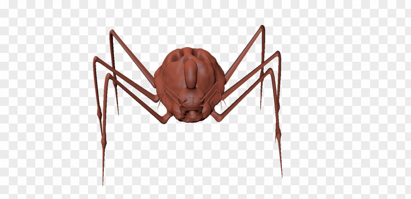 Insect Widow Spiders STX G.1800E.J.M.V.U.NR YN Pest PNG