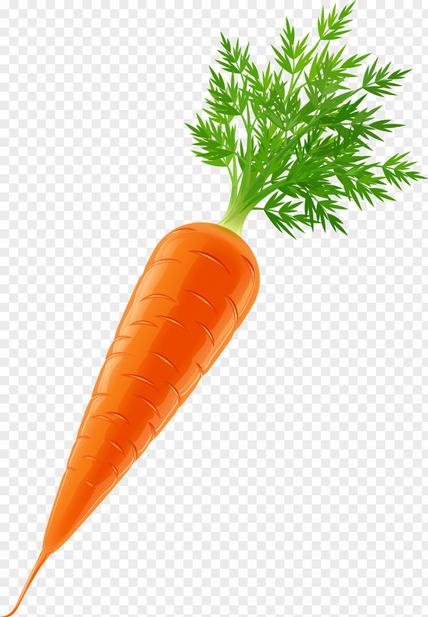 Melon Vegetable Carrot Clip Art PNG