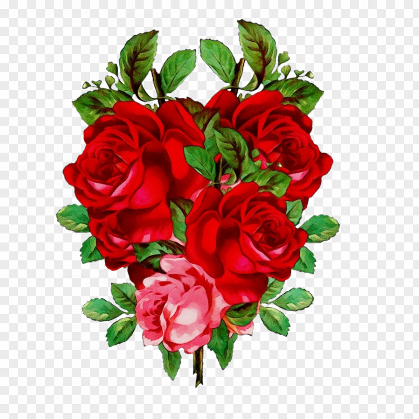 Rose Family Floribunda Garden Roses PNG