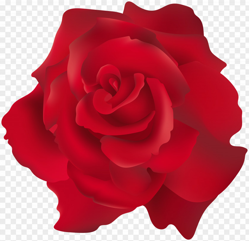 Rose Invitation Garden Roses Clip Art PNG