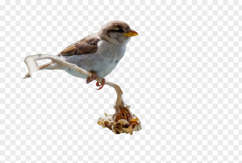 Atlantic Canary Wren Bird Beak Perching Songbird House Sparrow PNG