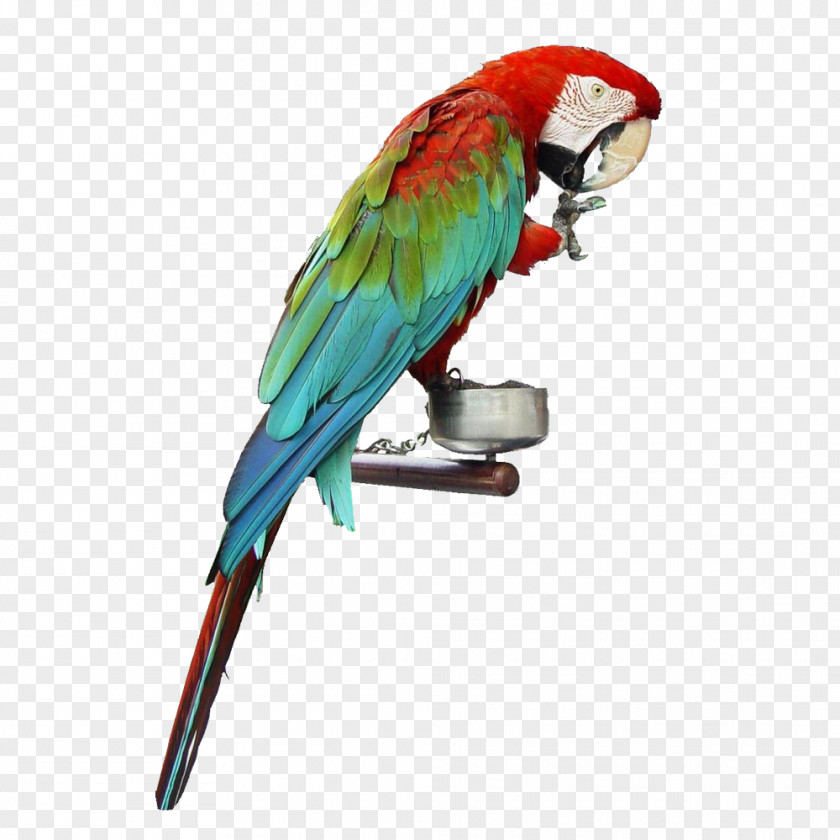 Domesticated Pet Parrot Cockatiel Bird True Dog Cat PNG