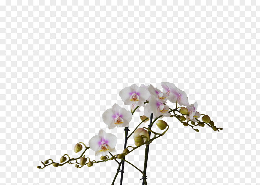 Flower Moth Orchids Cut Flowers Floral Design Plant Stem PNG