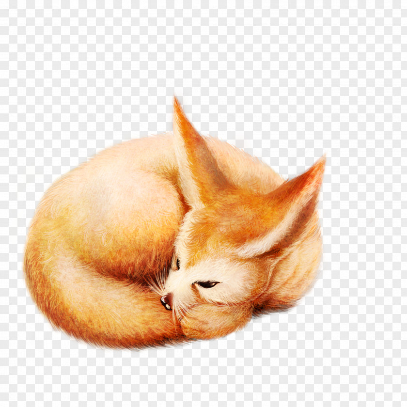 Sleeping Fox Diego De La Vega Whiskers Kitten PNG