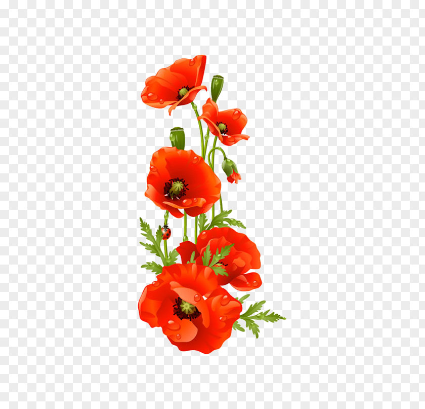 A Bouquet Of Flowers Remembrance Poppy Flower Clip Art PNG