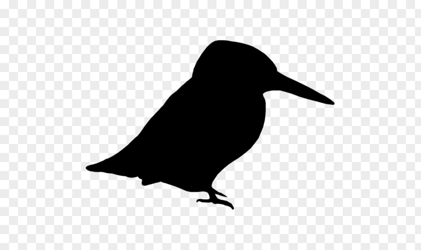 Bird Rook American Crow Common Raven Clip Art PNG