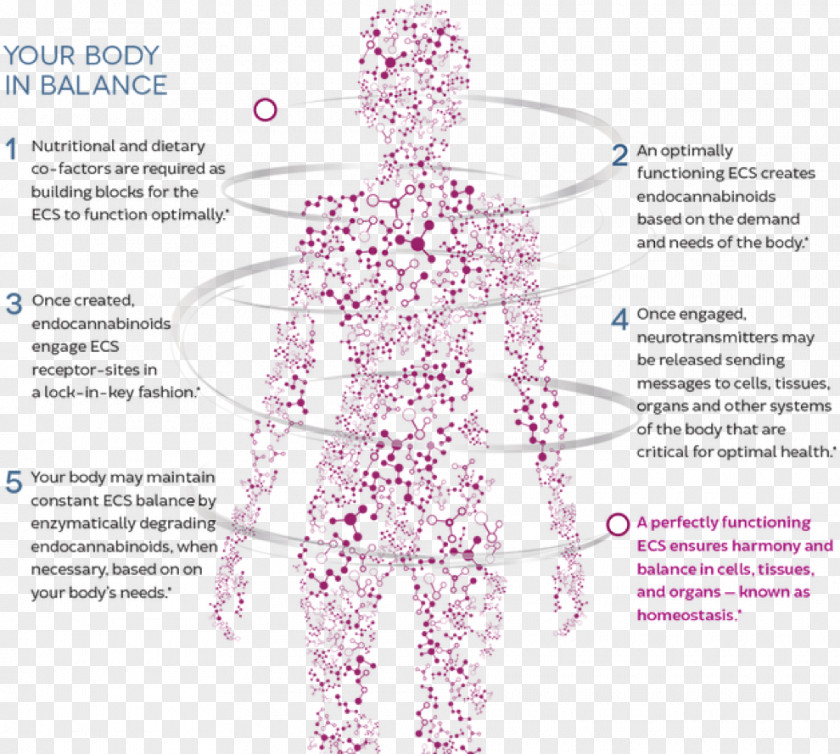 Body Diagram Endocannabinoid System Cannabidiol Human Cannabinoid Receptor Homeostasis PNG