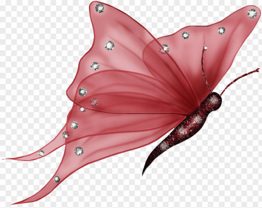 Butterfly Desktop Wallpaper IPhone PNG