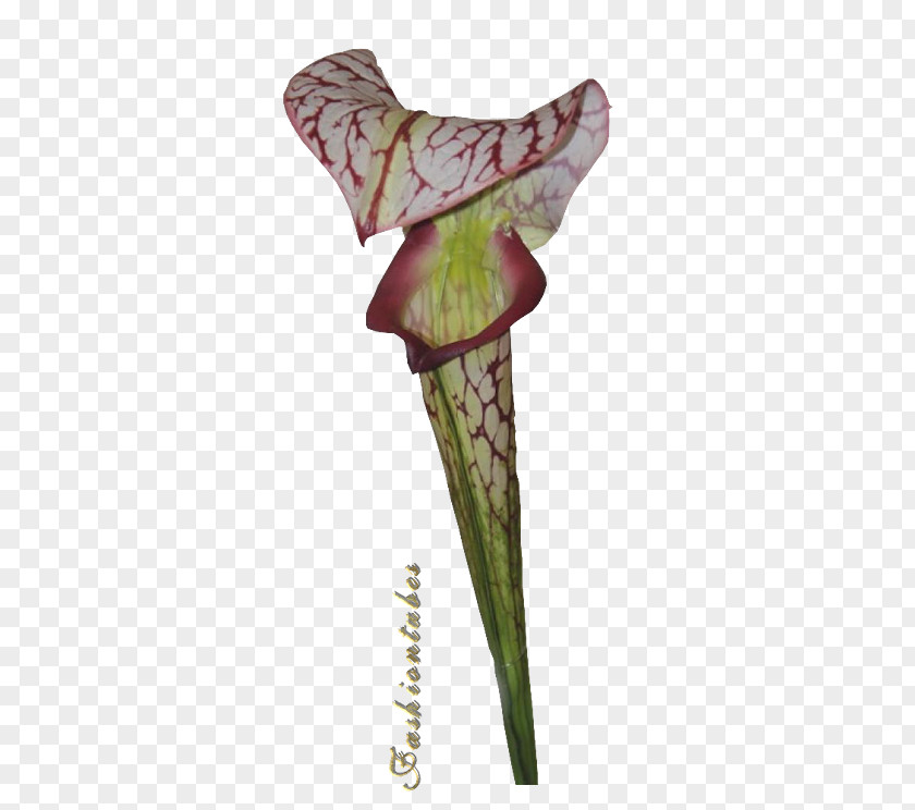 Fleurs Arabesques Plant Stem PNG