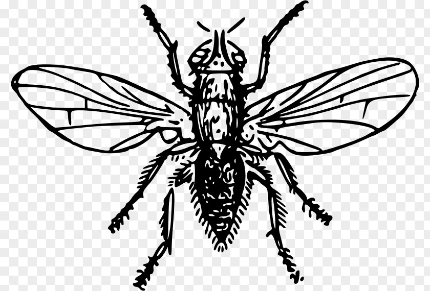 Flies Insect Pest Clip Art PNG