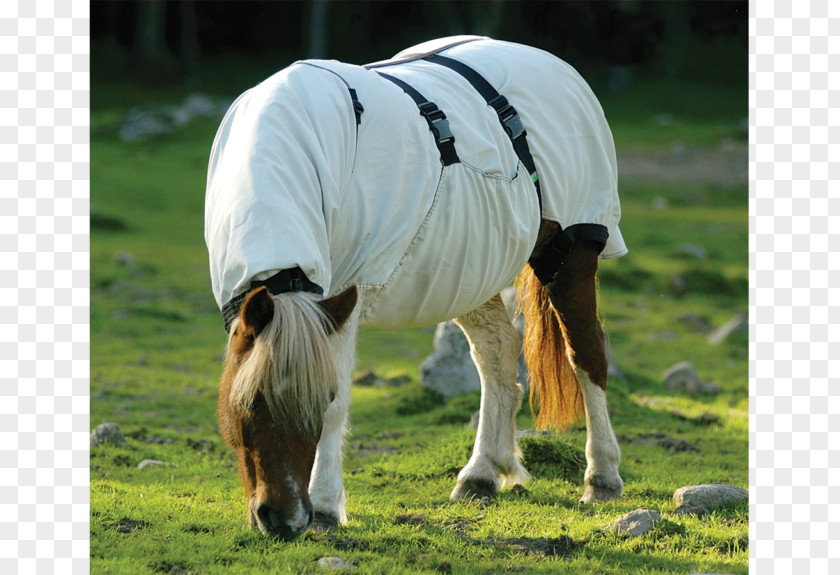 Horse Blanket Mane Sweet Itch Pony Icelandic PNG