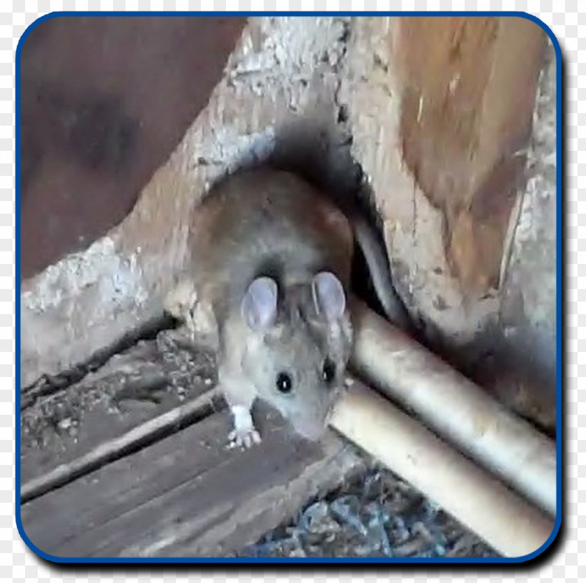 Rat & Mouse Gerbil Rodent Black Pack PNG
