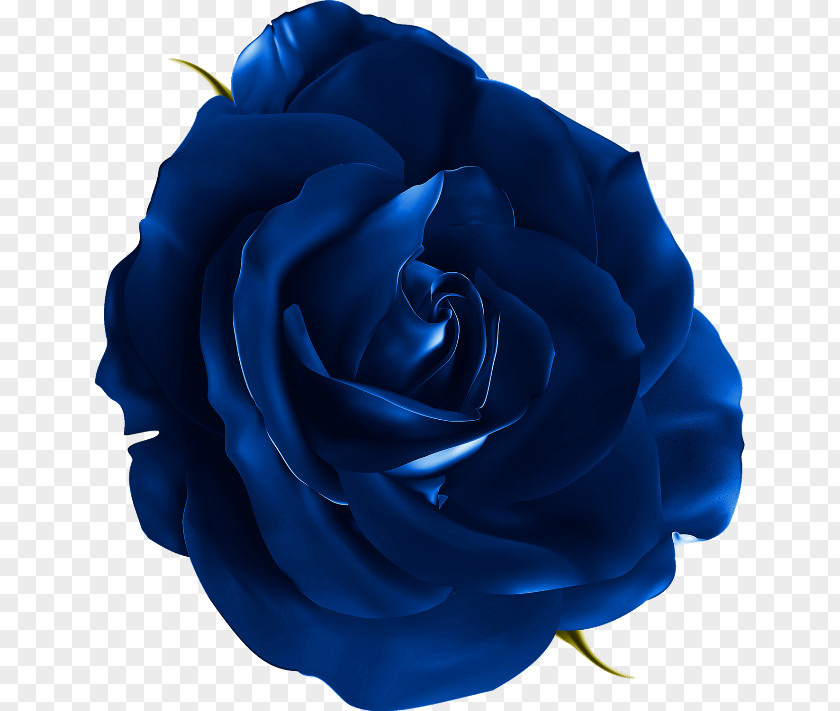 Realistic Flowers Blue Rose Flower Clip Art PNG