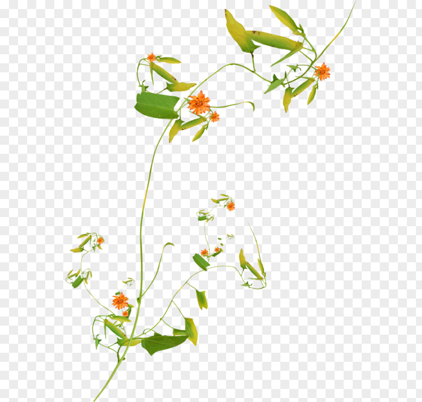 Design Floral Cut Flowers Plant Stem PNG