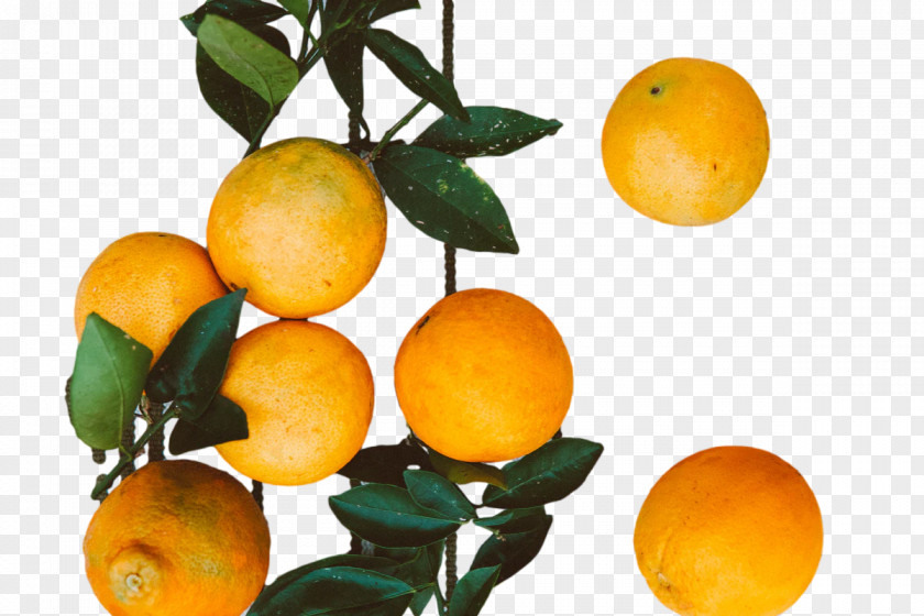 Orange PNG