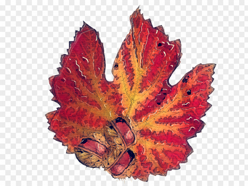 Plane Maple Leaf Autumn Blog Deciduous Season PNG